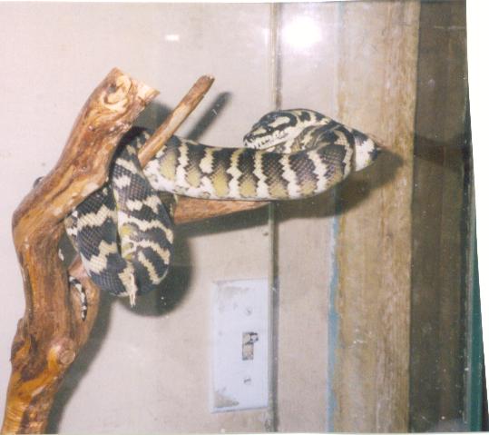 Hangin' Out