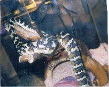 Basking