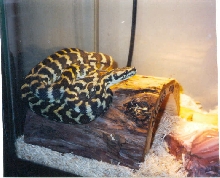 My Irian Jaya