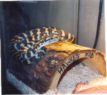 My Irian Jaya