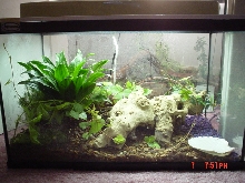 new tank for red belly snake