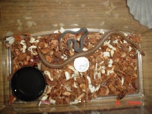 red belly smallest snake ever