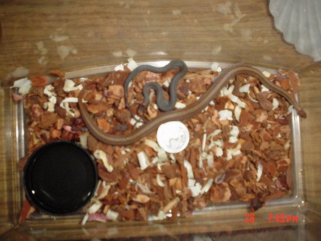 red belly smallest snake ever