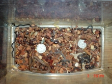 OMG,smallest snake ever, BABIES!!!