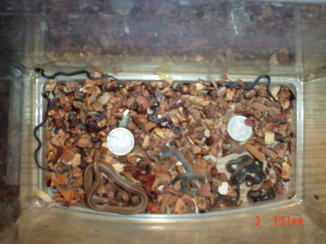 OMG,smallest snake ever, BABIES!!!