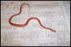 Hillary 03 Hypo motley Female