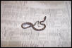Clotile 03 Kisatchie Female