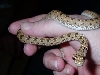 diadem rat?