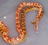 Normal x Amel mating