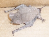 Mexican Freetail Bat