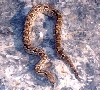 Dumeril Medusa