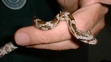 rat snake