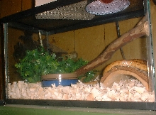 Tank setup