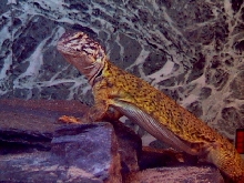 Spike