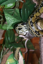 taiwain beauty eating 1