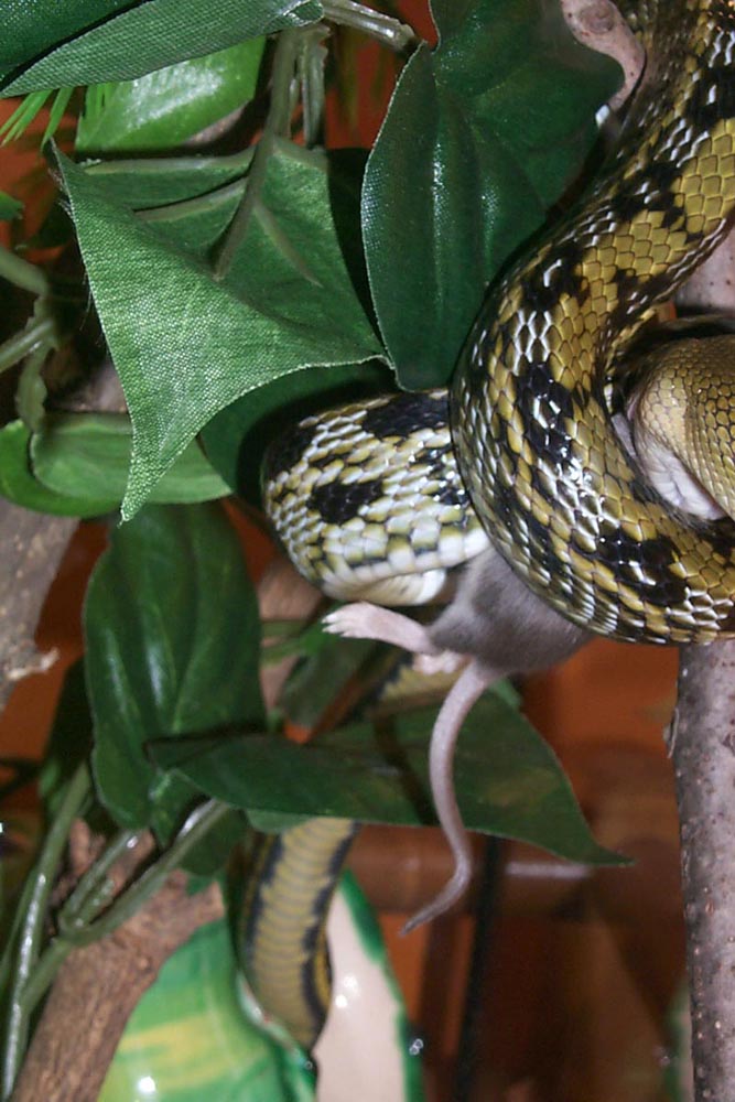taiwain beauty eating 1