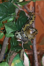 taiwain beauty eating 2