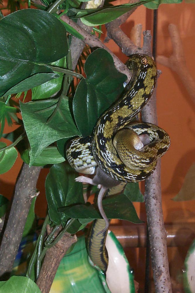 taiwain beauty eating 2