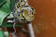 taiwain beauty eating 3