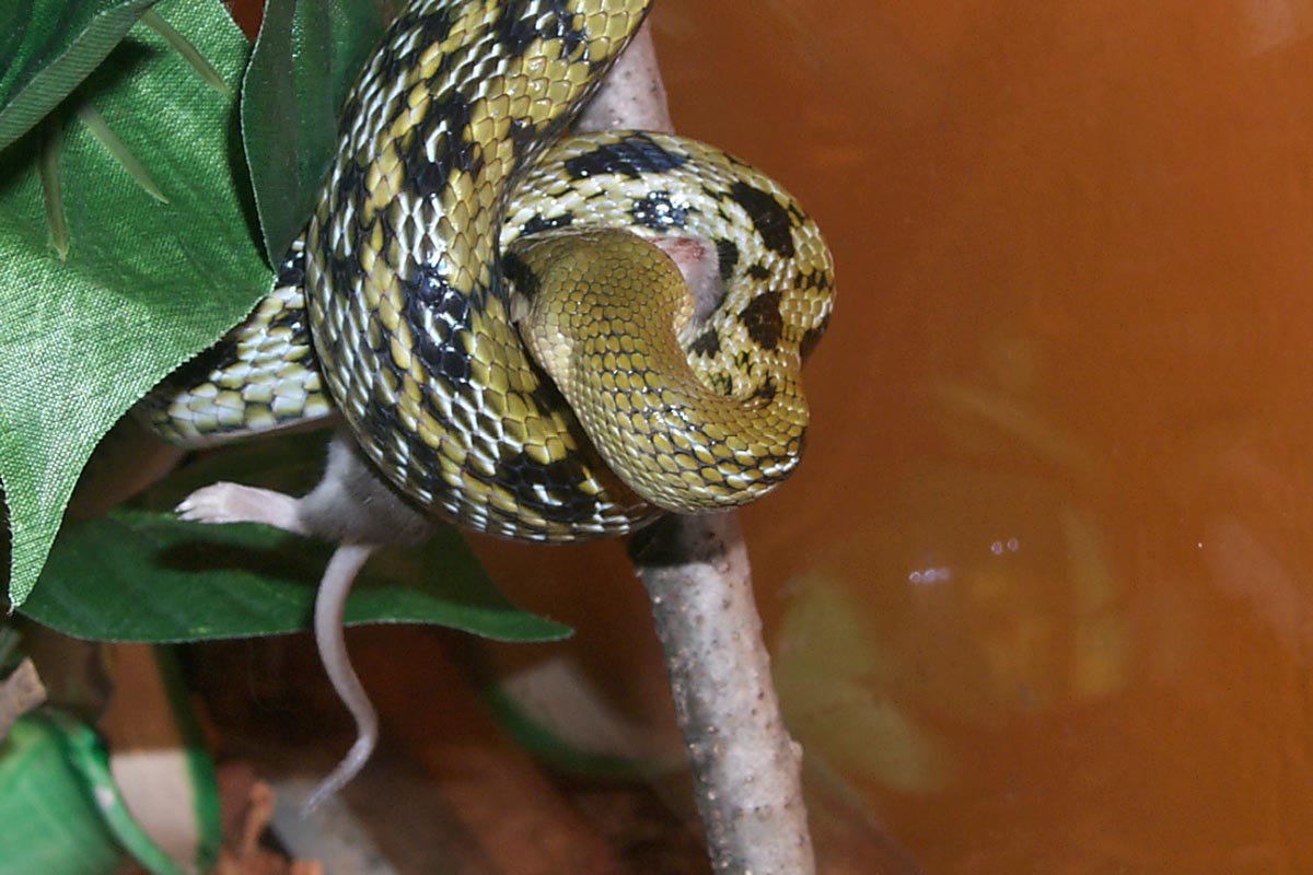 taiwain beauty eating 3