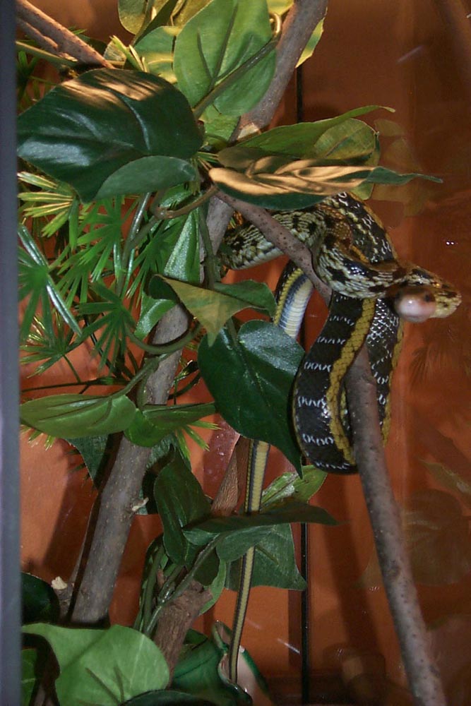taiwain beauty strike pose