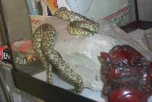 Foo our NEW Florida Kingsnake