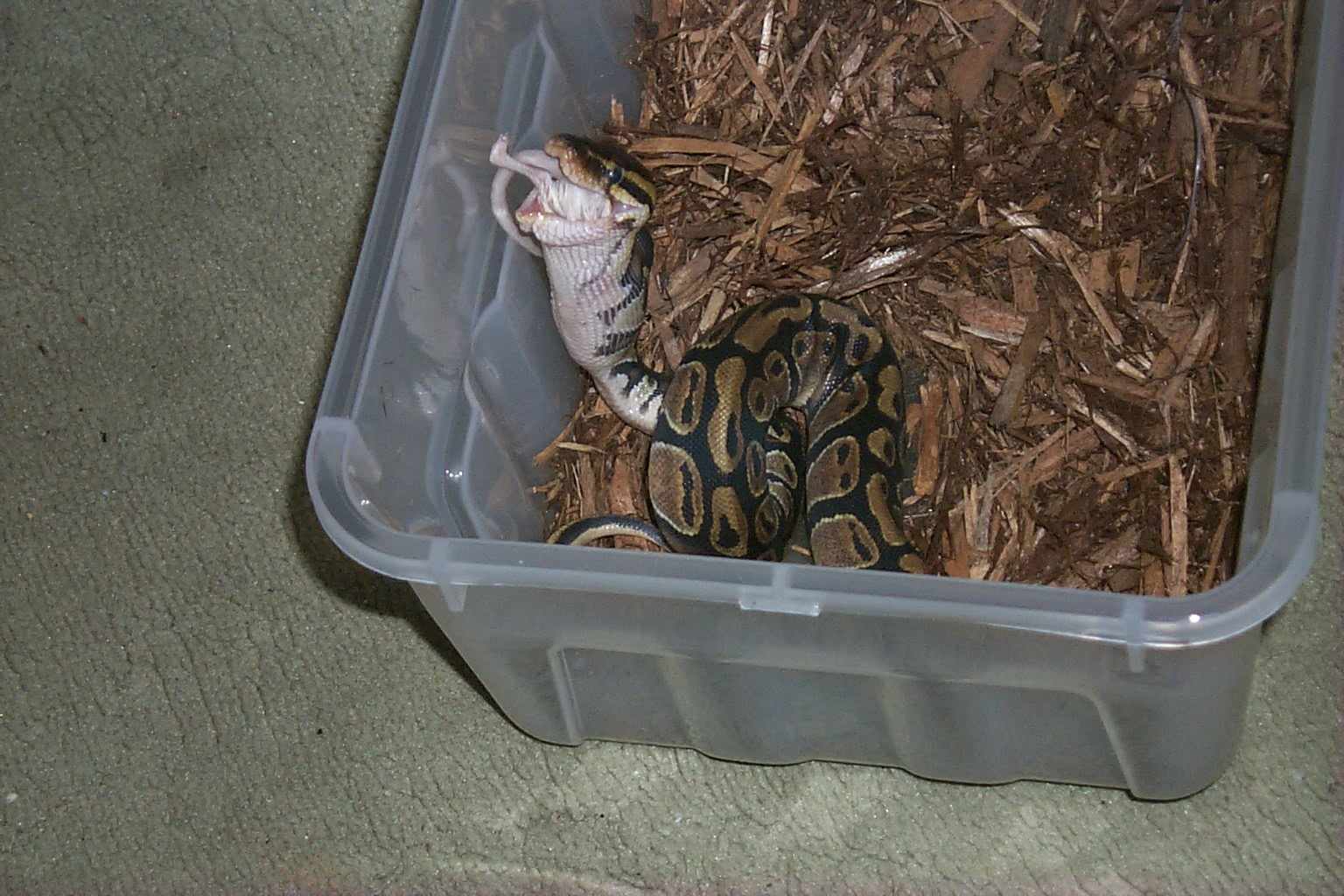 Kai's first meal
