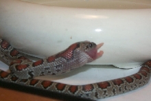 teuilla eating 4