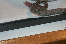 tequilla eating for the first time