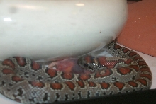 tequilla eating 3