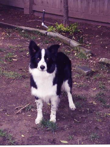 Haley