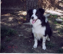 Our Beautiful Stud "Leo"