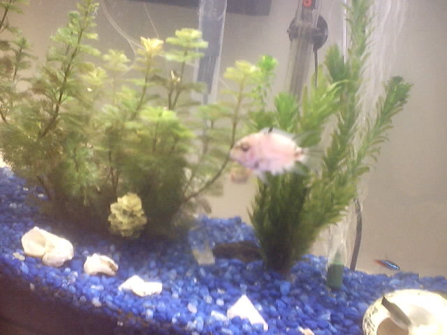fish
