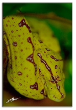 My New GTP
