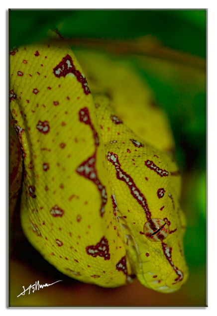 My New GTP