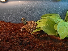Hurley Basking