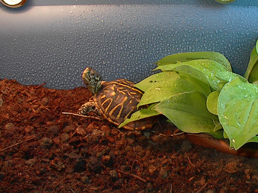 Hurley Basking
