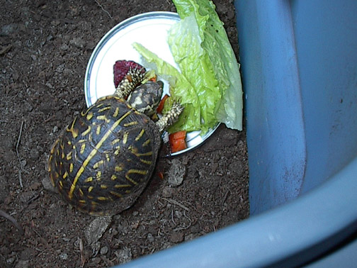 Top View of Food