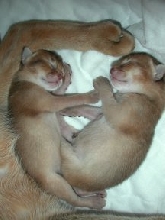 Ruddy Abyssinian Kittens at 48 hours