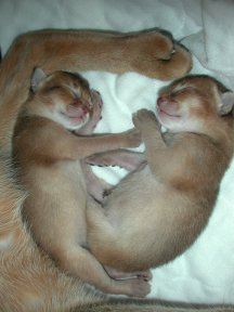 Ruddy Abyssinian Kittens at 48 hours