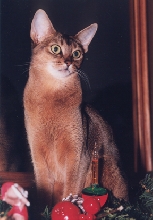 Kira