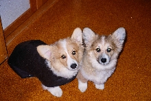 My lovely babies