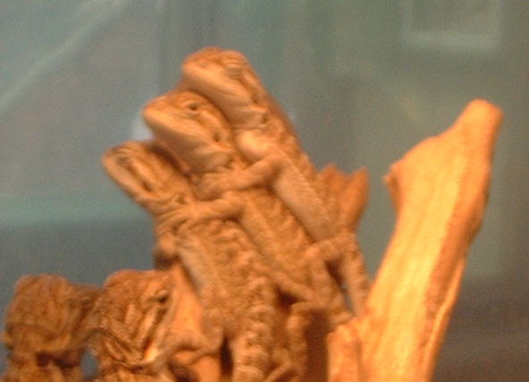 A baby beardie pile