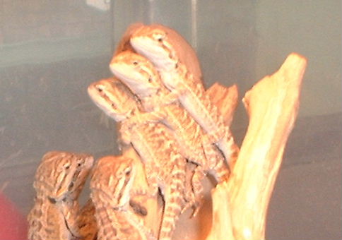 baby pile 2