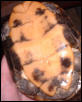 mystery turtle pic 1