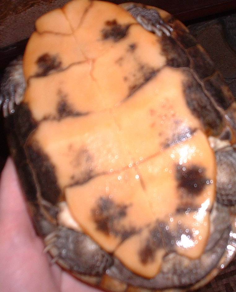 mystery turtle pic 1