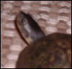 mystery turtle pic 2