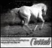 cressa