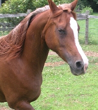 Padrona3