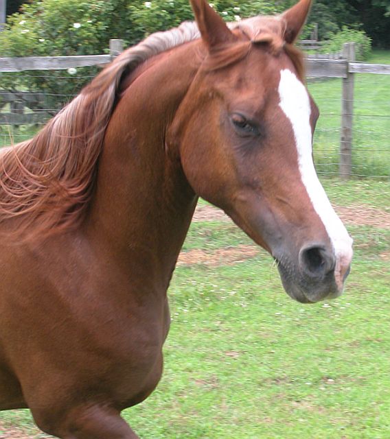 Padrona3